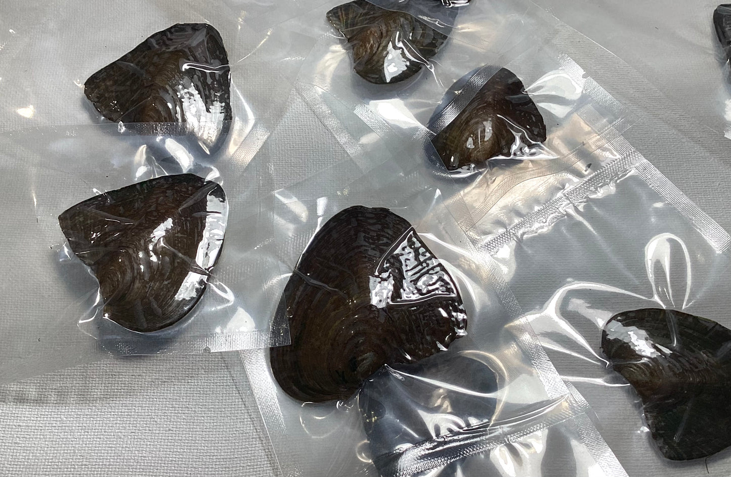 2024 Pearl Inside Individually Wrapped Mussel with Pearl