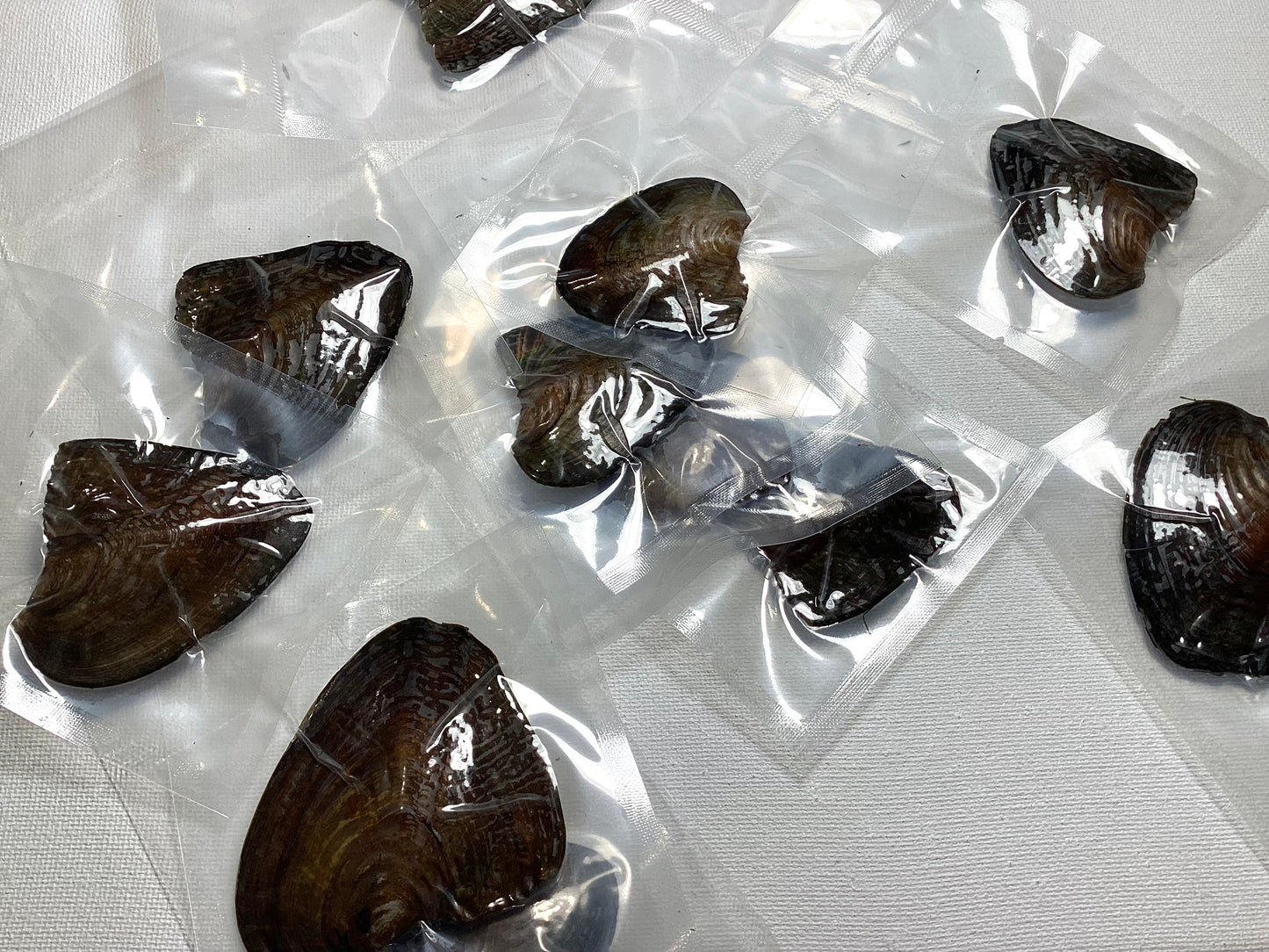 2024 Pearl Inside Individually Wrapped Mussel with Pearl