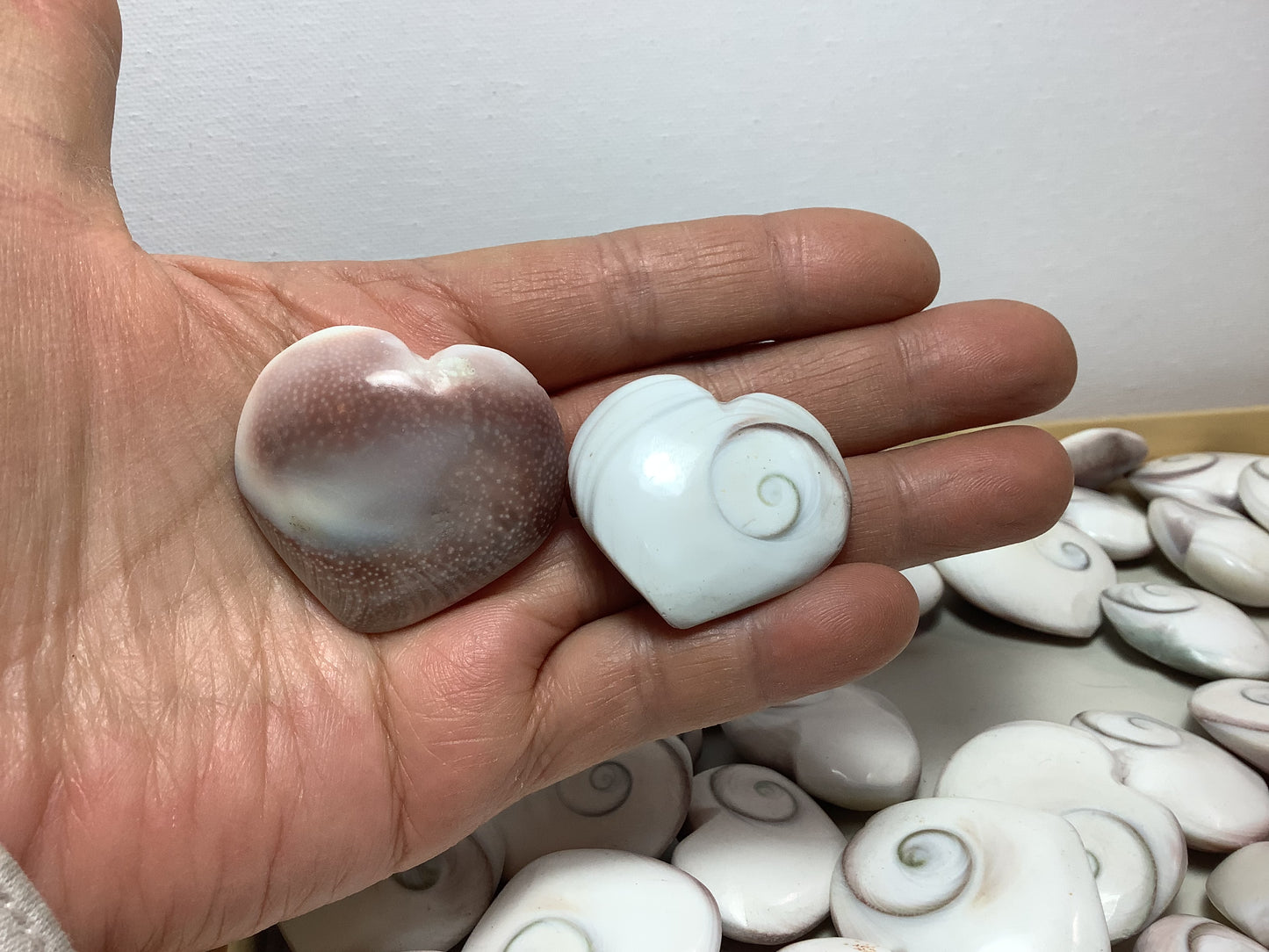 Shiva Eye Fossil Shell Conch Heart Shaped